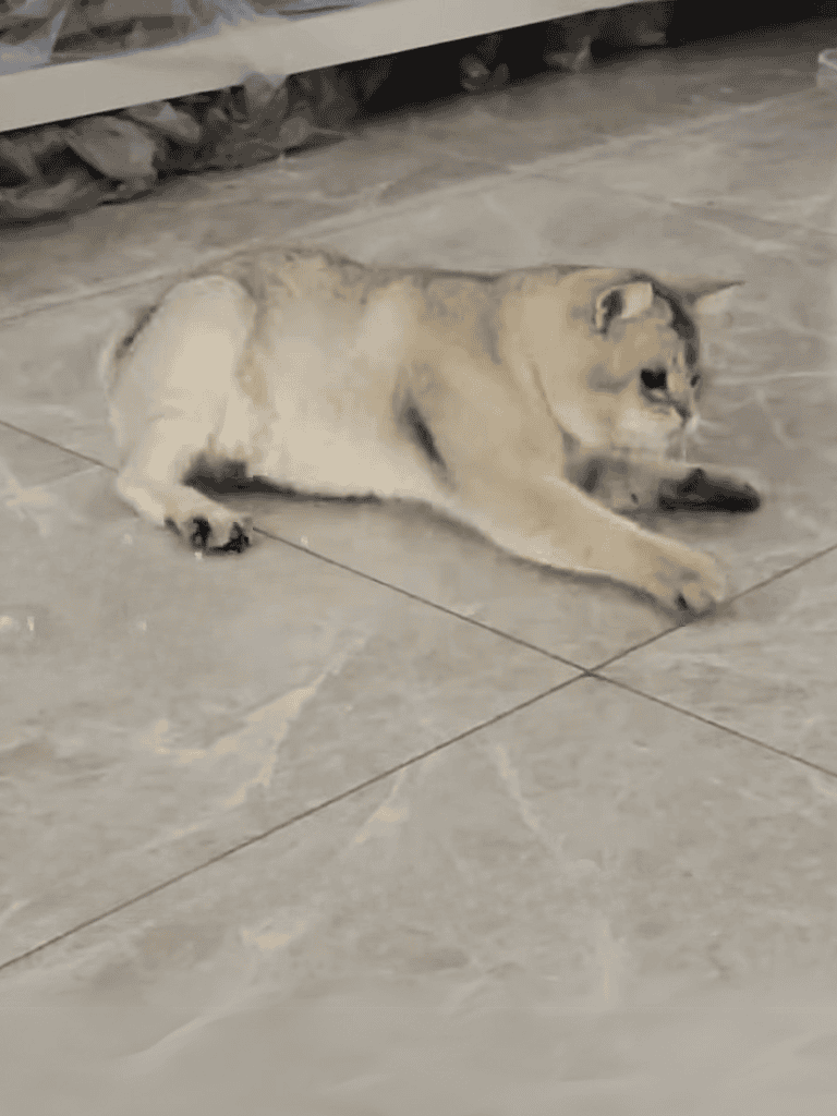 Lying cat stretching on tiled floor, showing relaxation and comfort.