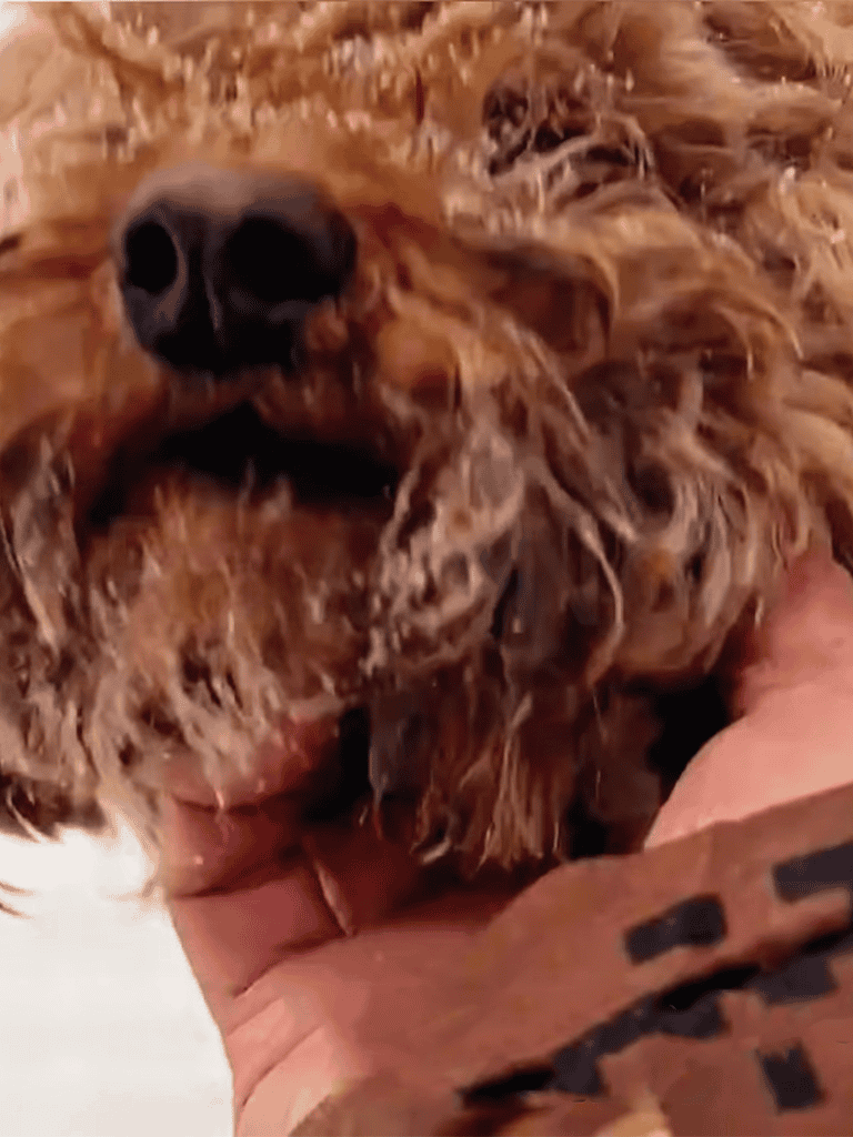 Close-up of a cute dachshund dog being groomed, showcasing its shiny, well-maintained coat and adorable expression.