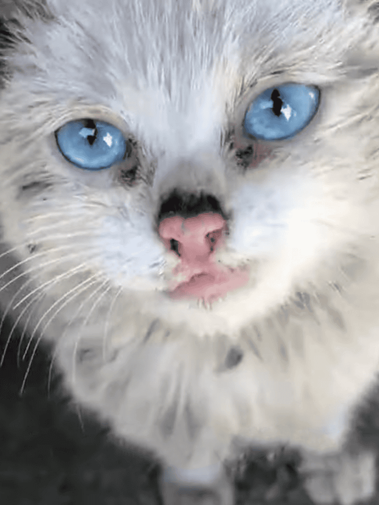Adorable white kitten with bright blue eyes and pink nose, ideal for pet grooming and animal rescue.