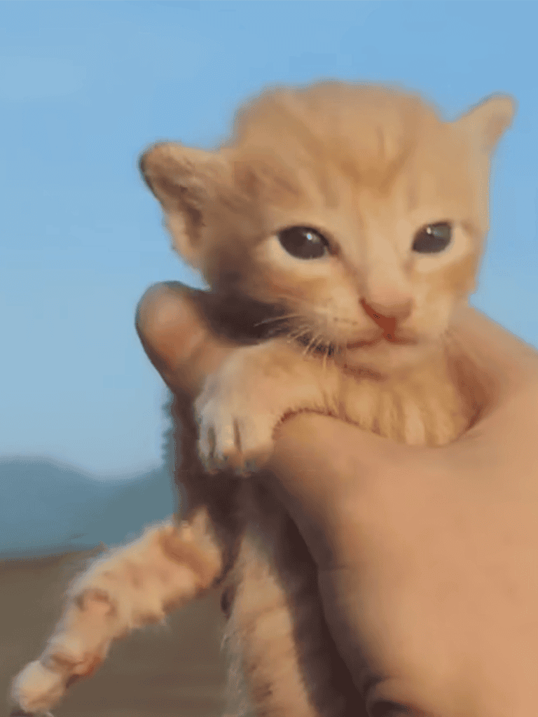 Adorable orange kitten with bright eyes, perfect for pet lovers.