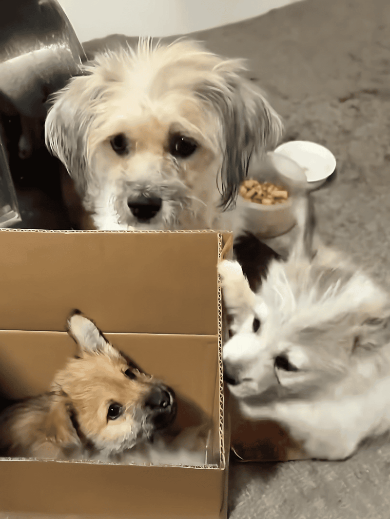 Adorable puppies playing with food in a box and on the floor, highlighting dog care and pet nutrition.