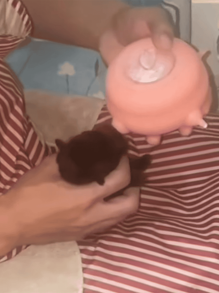 Adorable small puppy cuddled in hand with piggy bank pacifier, perfect for dog lovers and pet care content.