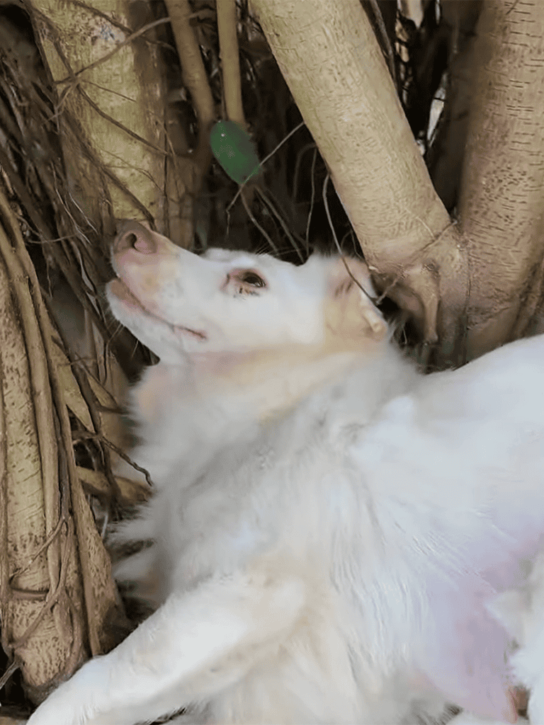Adorable dog relaxing among tree branches, showcasing outdoor adventure and pet relaxation.