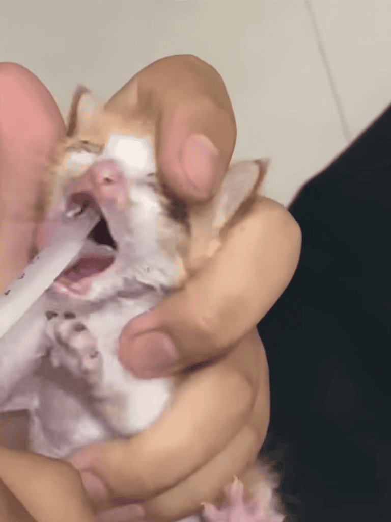 Adorable kitten receiving medication with syringe in hand.