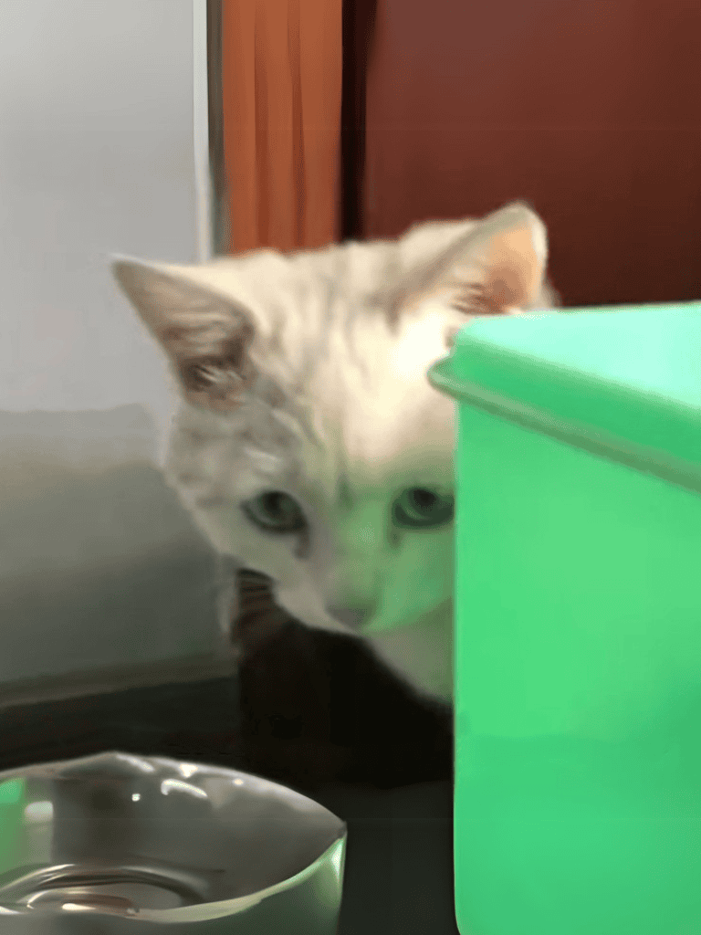Adorable cat exploring with curiosity behind a green container.