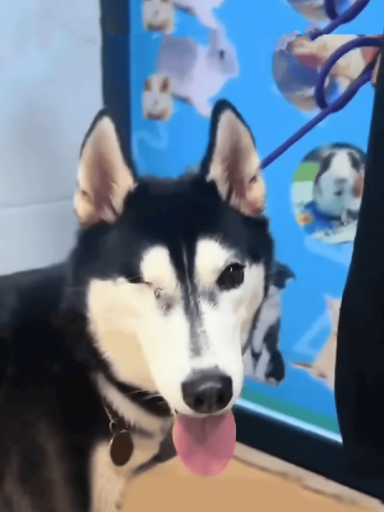 Husky getting a vet check, friendly dog with tongue out in clinic.