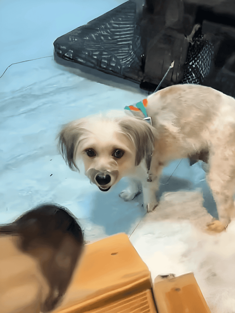 Dog in water therapy with friendly expression at Dogfix dog rehab center.