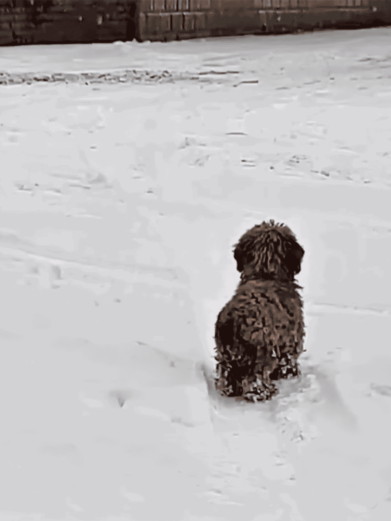 Adorable brown puppy sitting in fresh snow, enjoying winter outdoor playtime.