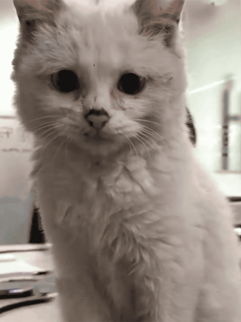 Adorable close-up of a fluffy cat with big, round eyes showcasing pet cuteness and feline charm.