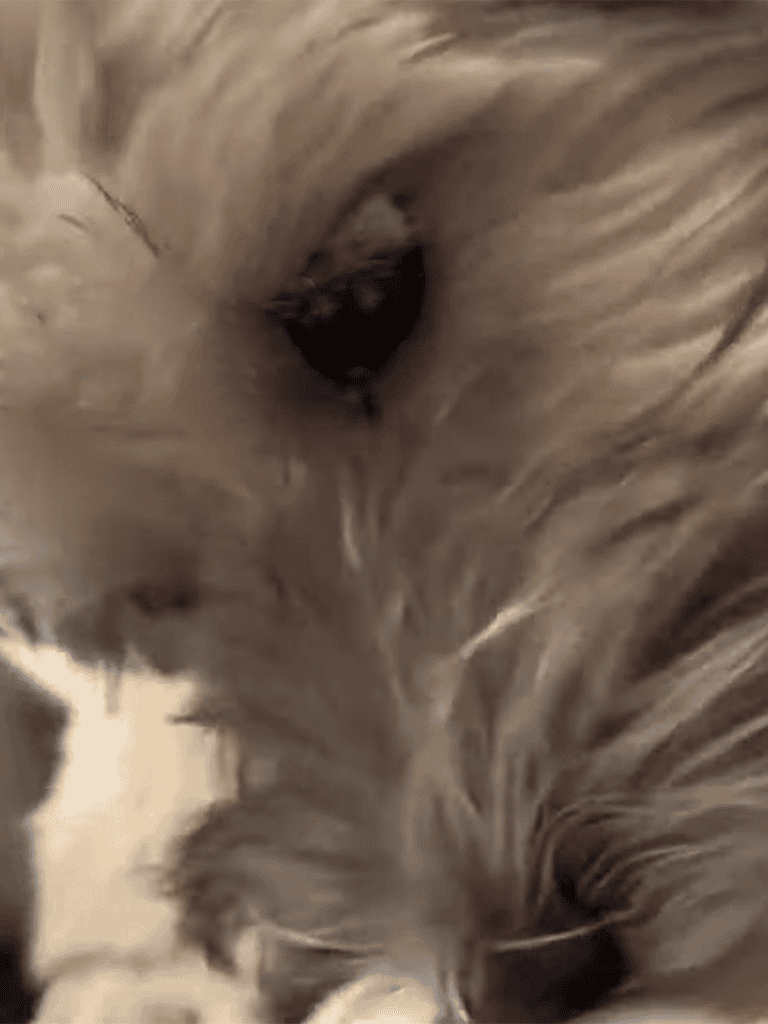 Close-up of a fluffy, curious cat sniffing or investigating at a close range.