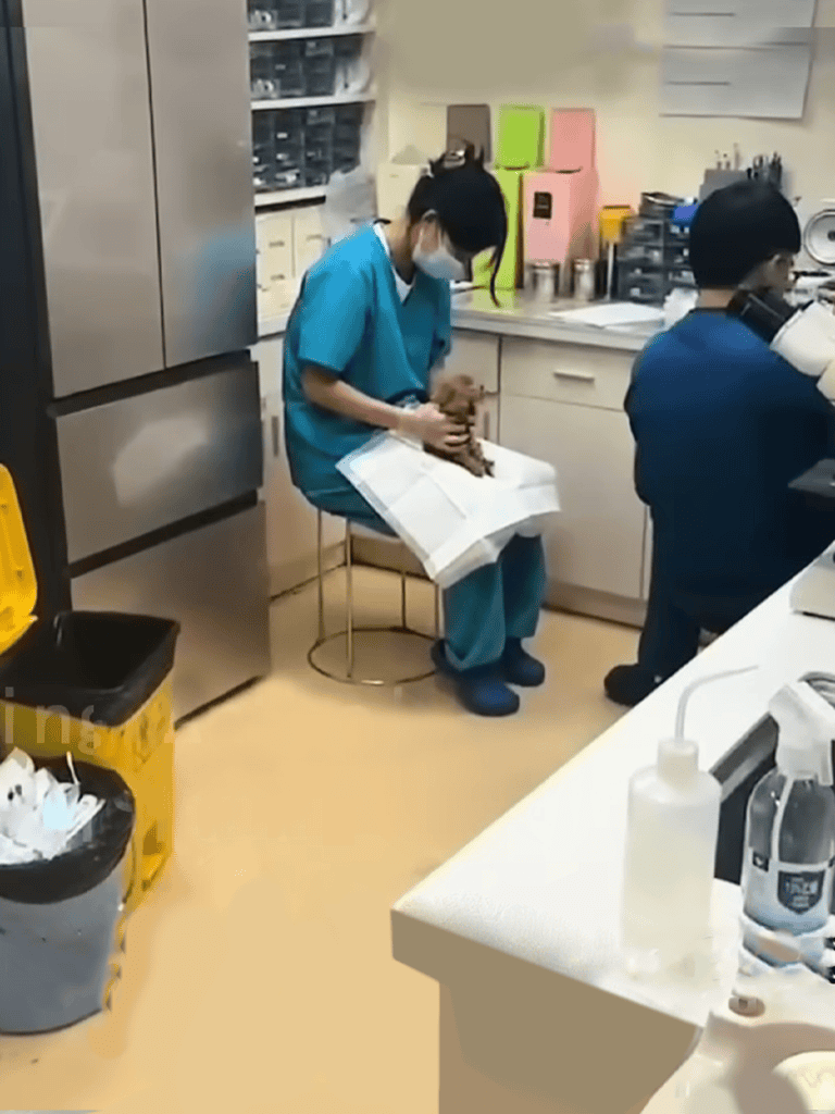 Veterinary professionals caring for dogs in a clinic setting.