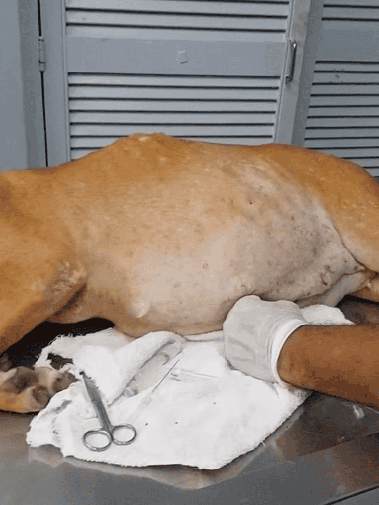 Large dog undergoing surgical procedure, veterinary clinic, emergency pet healthcare.