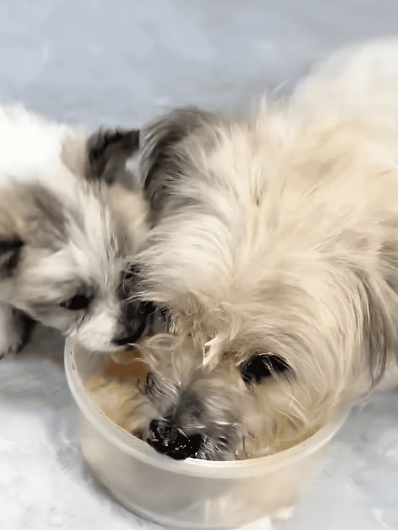 Adorable dogs sharing a drink from a bowl, showcasing happy pet moments.