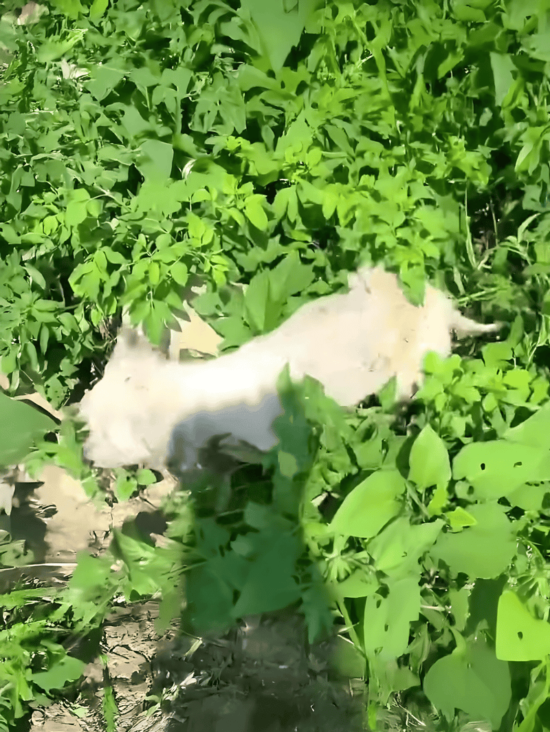 Dog among vibrant green plants and leaves in outdoor setting for pet activity.