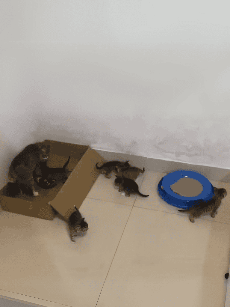 Adorable kittens playing with toys and exploring in a cozy indoor space.
