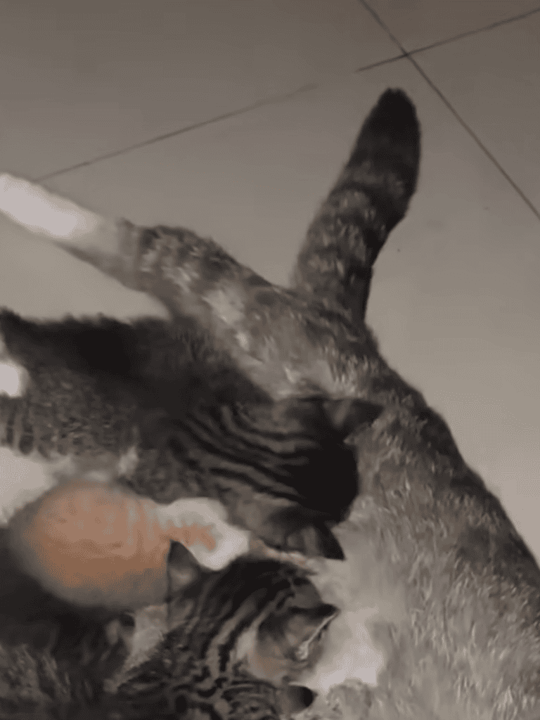 Alt text: Adorable tabby cat nursing a litter of kittens on the floor.