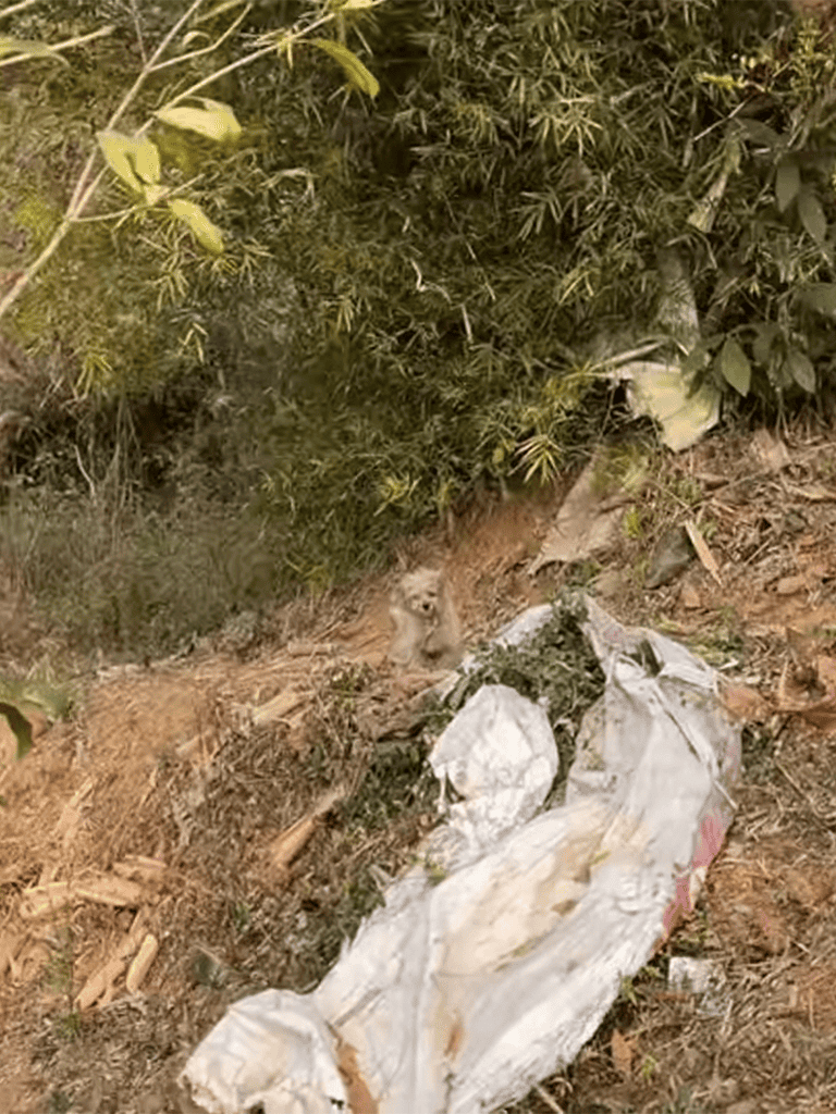 Small kitten peeking from dense bushes, surrounded by dirt and leaves.
