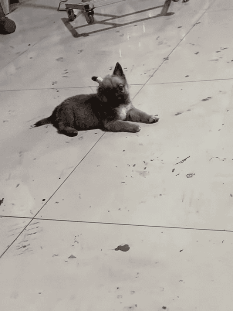 Cute puppy lying on tiled floor, relaxed and calm, in a pet-friendly environment.