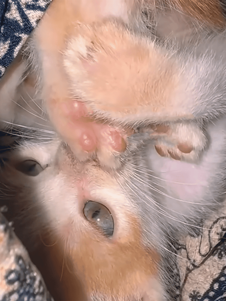 Adorable kitten in a playful mood, showcasing cute features and fluffy fur, perfect for pet lovers.