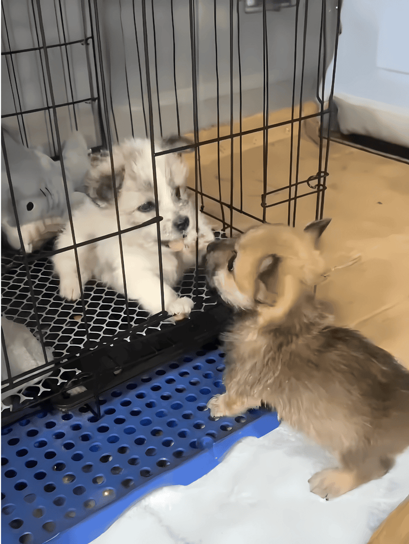 A puppy dog interaction with puppies inside a pet crate at puppy daycare center.