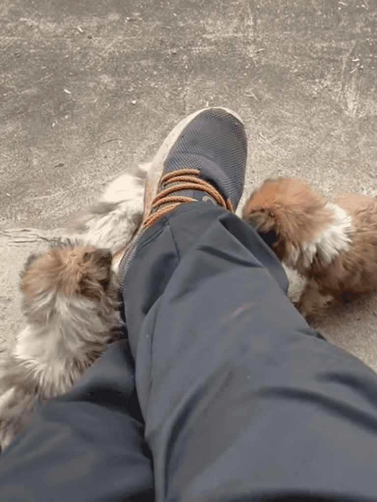 Cute puppy playing with human shoe, indoor environment, adorable pet bond.