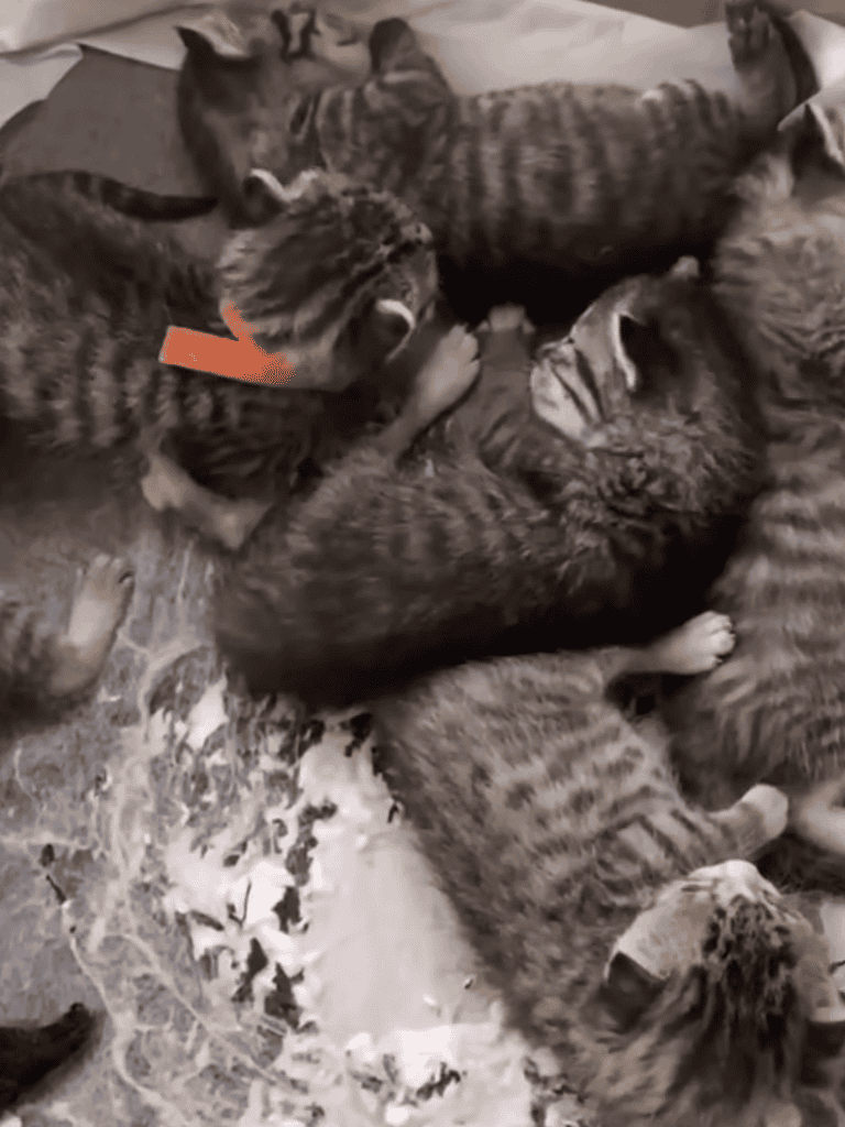 Adorable kittens cuddling together, playing on cozy bedding, showcasing feline companionship and cuteness.