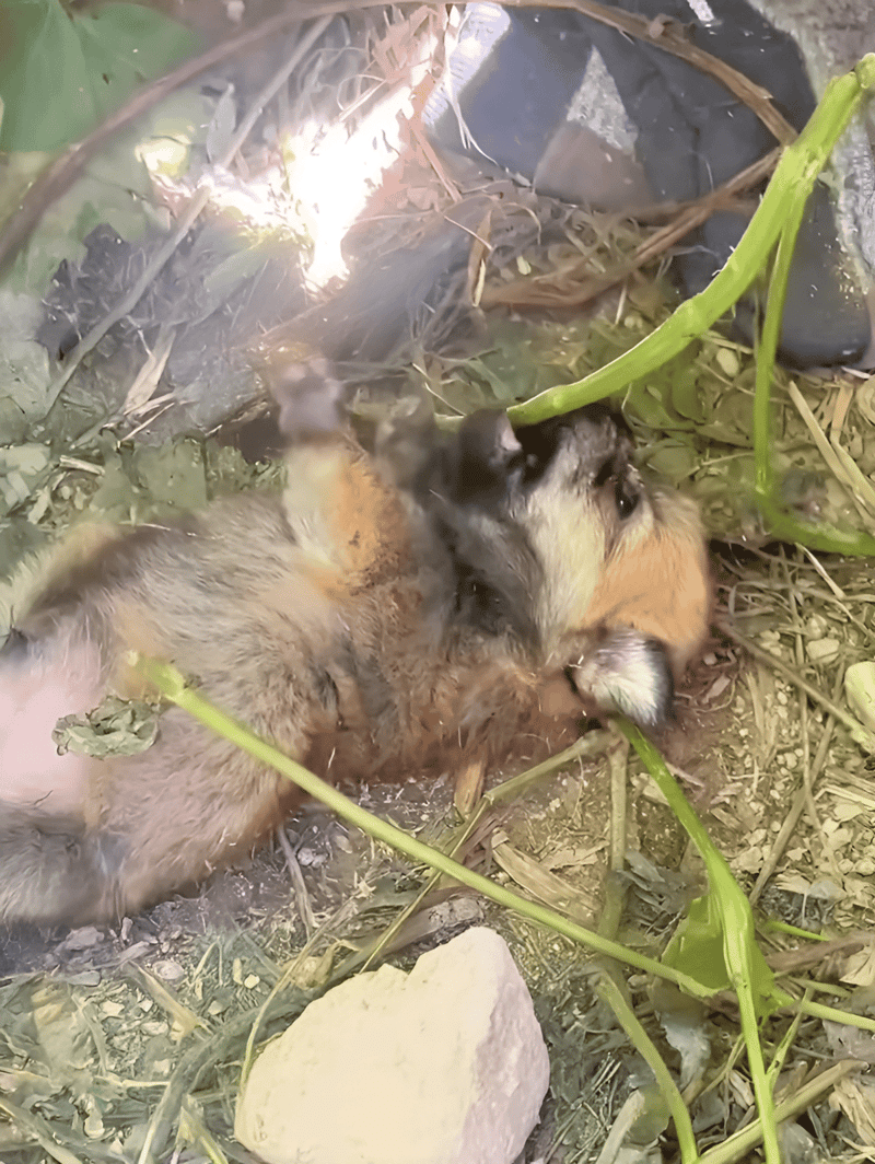 Cutest puppy sleeping on earthy ground surrounded by greenery and stones.