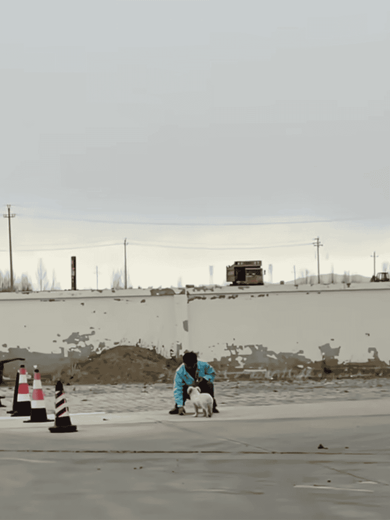 DogFix offers trusted dog training and care services for happy, well-behaved pets.