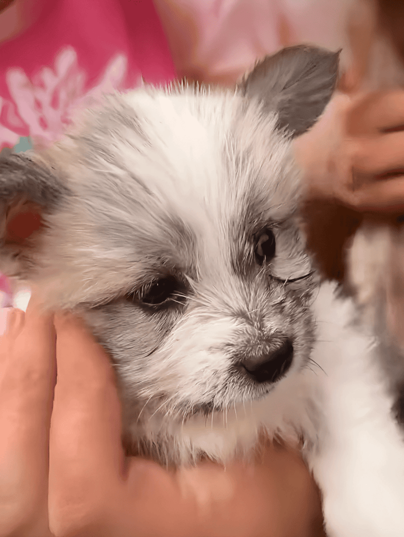 Cute Australian Shepherd puppy with beautiful coat and expressive eyes.