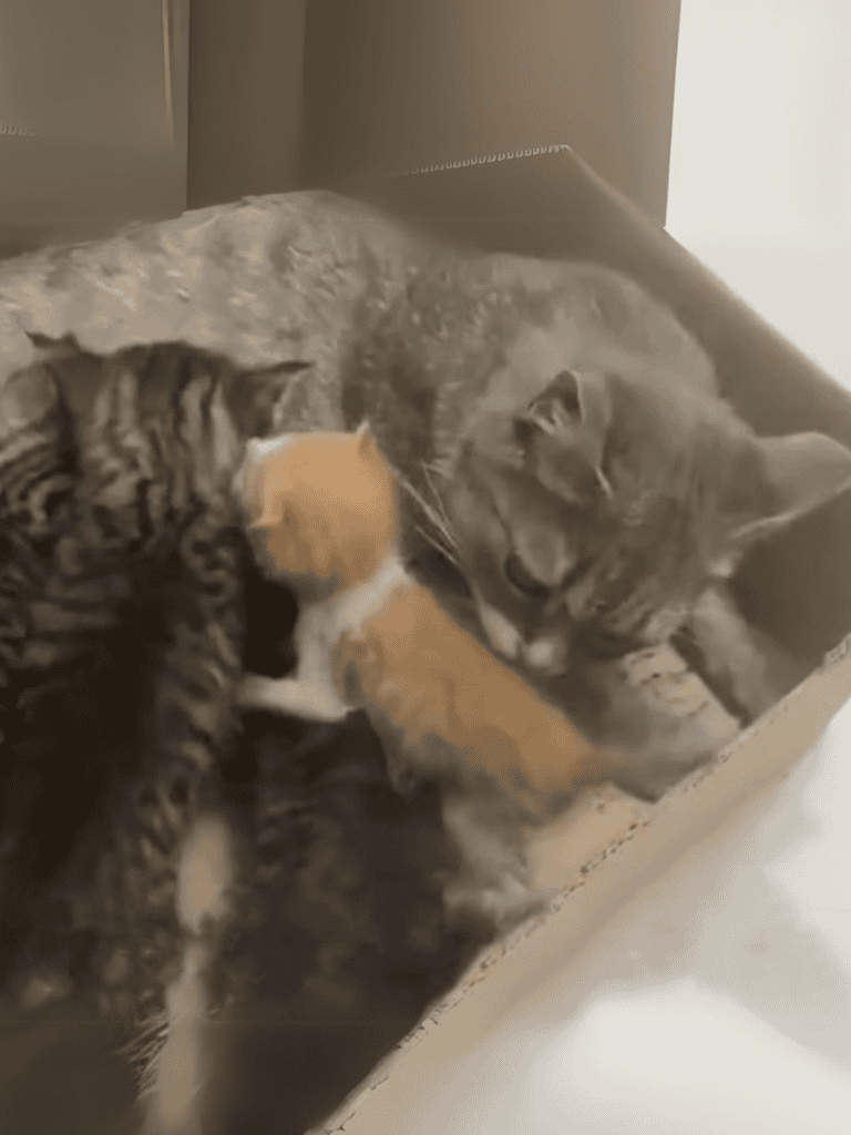 Adorable mother cat cuddling kittens, showcasing kitten care and bonding.