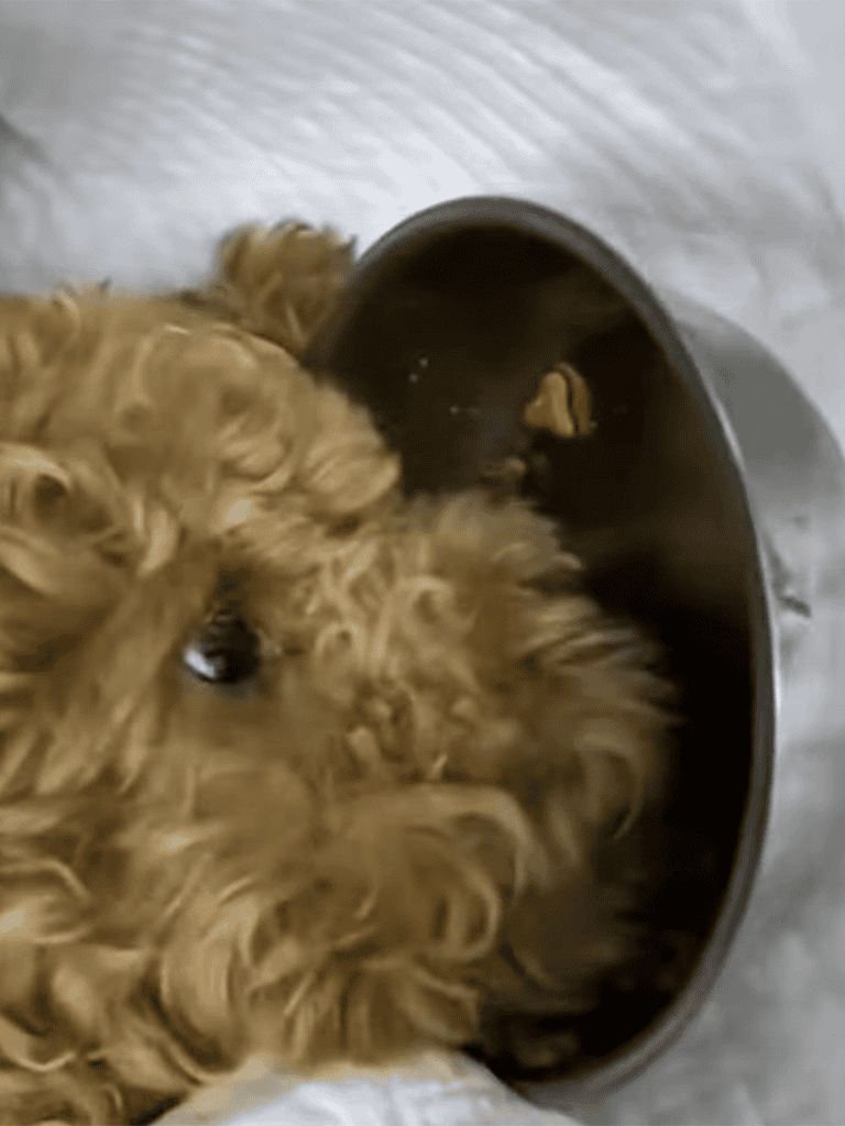Dog eating from food bowl, cozy curly fur, pet food, daily dog care.