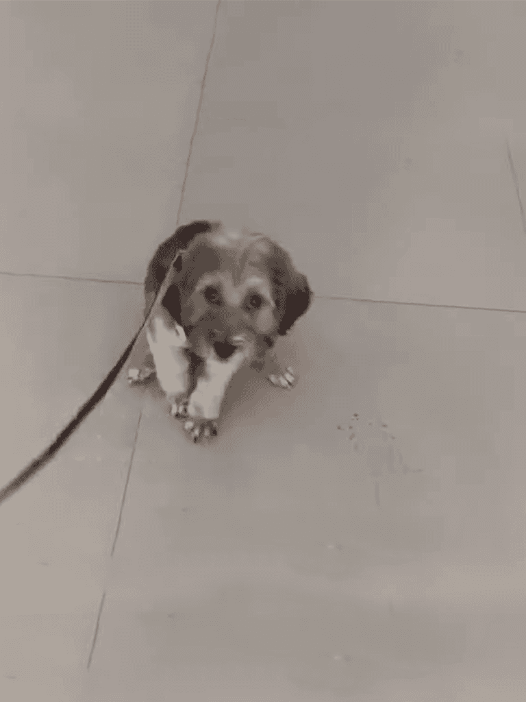 Cute puppy on leash, looking up with playful expression, sitting on tiled floor.