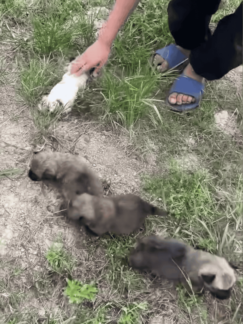 Adorable puppies being fed and cared for outdoors, highlighting pet rescue efforts and dog fosterage.