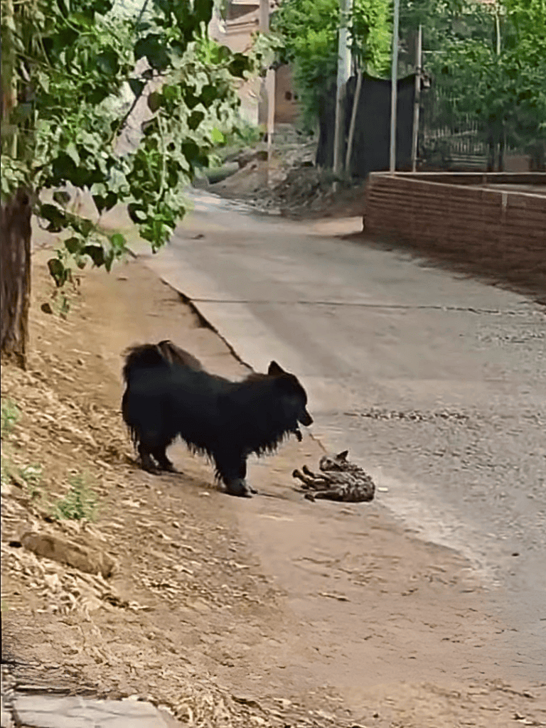 Dogfix.com pet rescue insights.