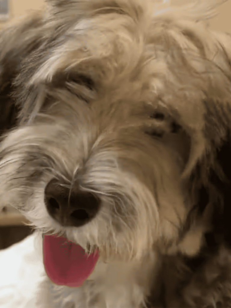 Adorable happy dog with open mouth and joyful expression, showcasing a friendly, playful canine.