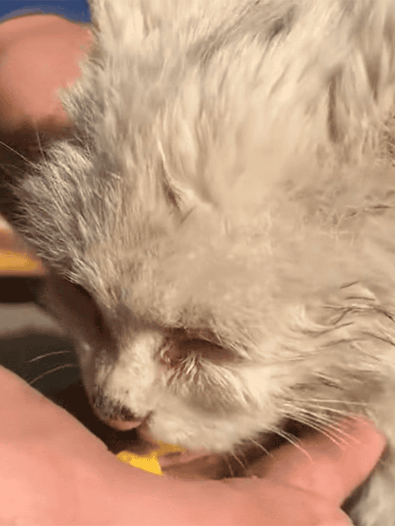 Adorable gray kitten licking treat during playtime.