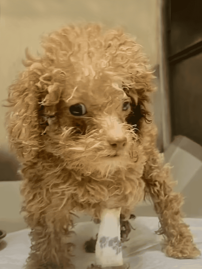 Cute poodle puppy with fluffy curly fur sitting with a bone, ideal for pet lovers and dog care enthusiasts.