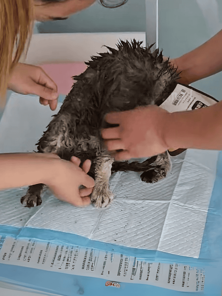 Dog health check at clinic, vet examining puppy, veterinary care, dog wellness, pet health diagnosis, puppy health check.