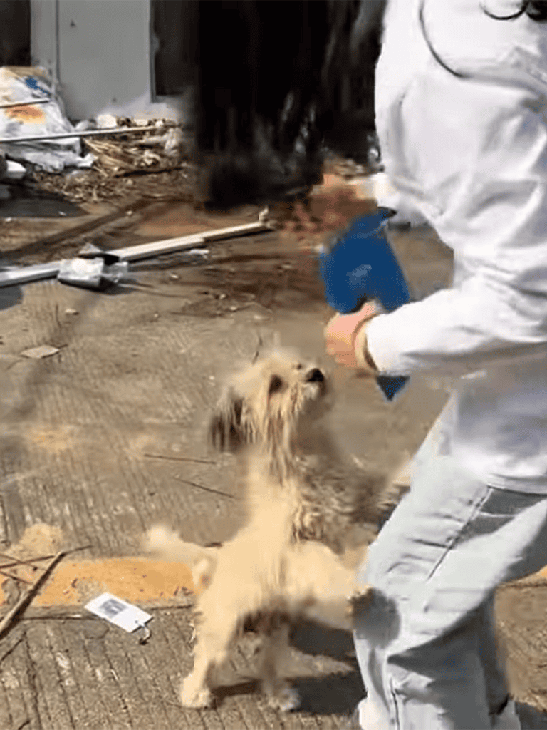 Dog puppy training with a trainer, practicing commands outdoors.