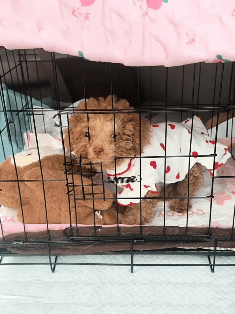 Adorable brown puppy inside a black wire pet crate with plush toy.