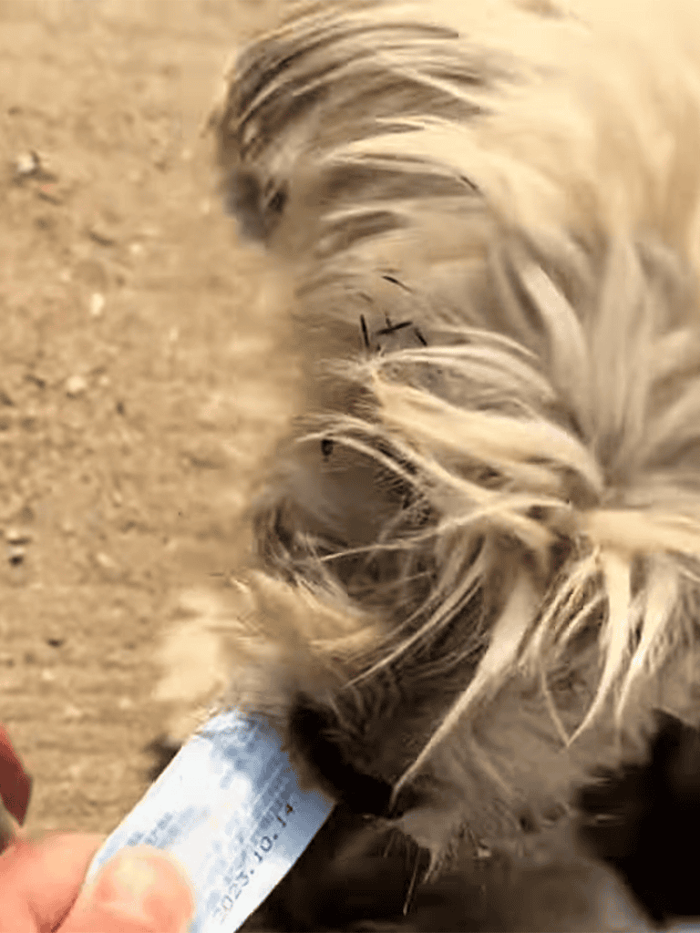 Cute dog receiving grooming treatment.