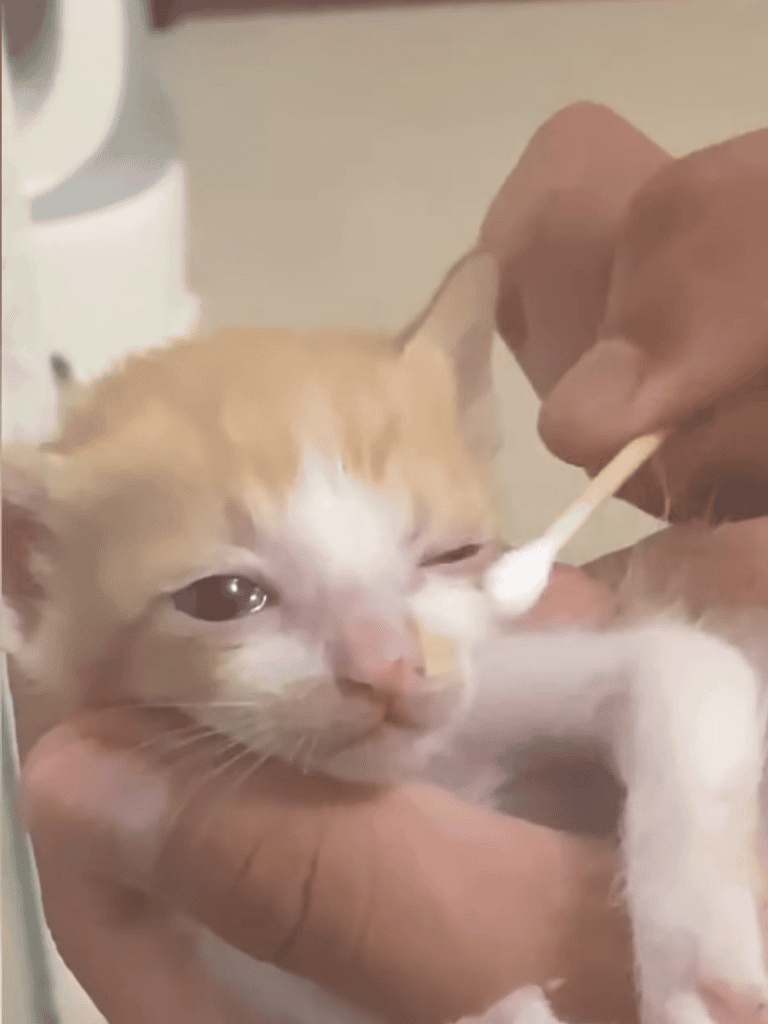 Friendly kitten receiving eye treatment with a cotton swab.