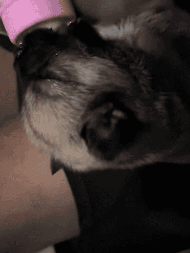 Close-up of a cute pug puppy drinking water from a pink bowl, showing adorable wrinkled face and puppy innocence.