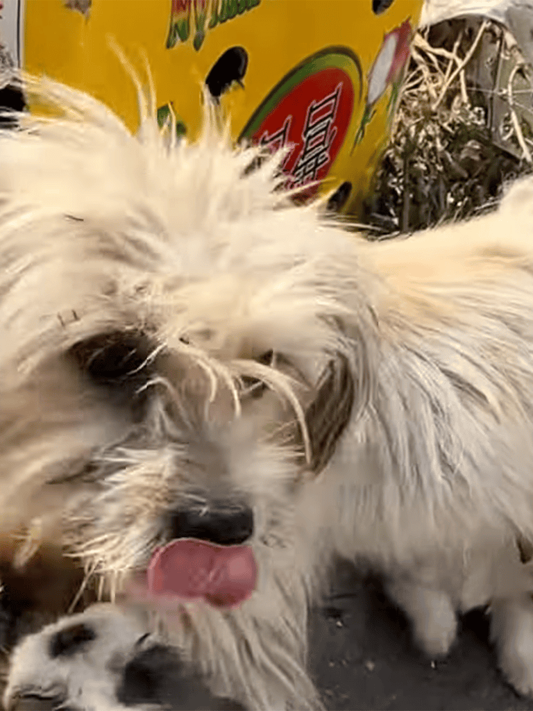 Cute dog with puppies, playful outdoor scene, fluffy fur, happy dog licking puppy, Pet care, dog rescue, young dogs.