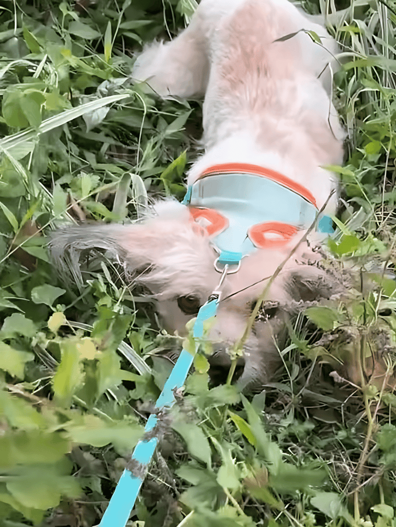 Dog in a colorful harness sniffing grass during outdoor adventure.