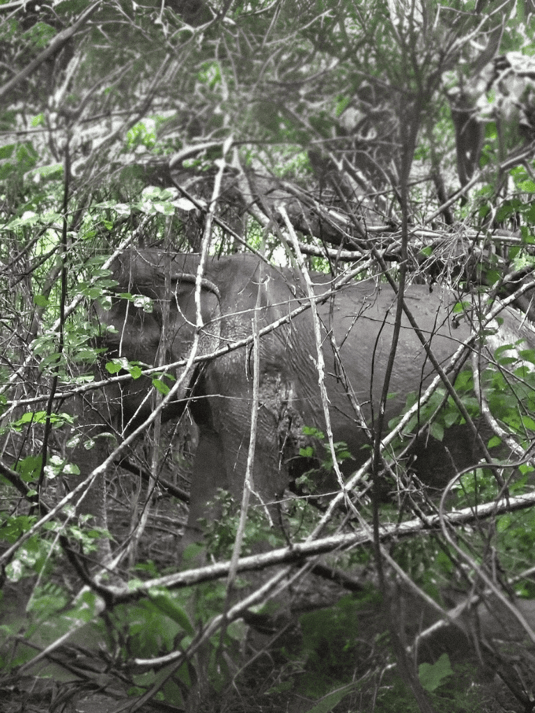 Close-up of elephant hiding among dense forest foliage.