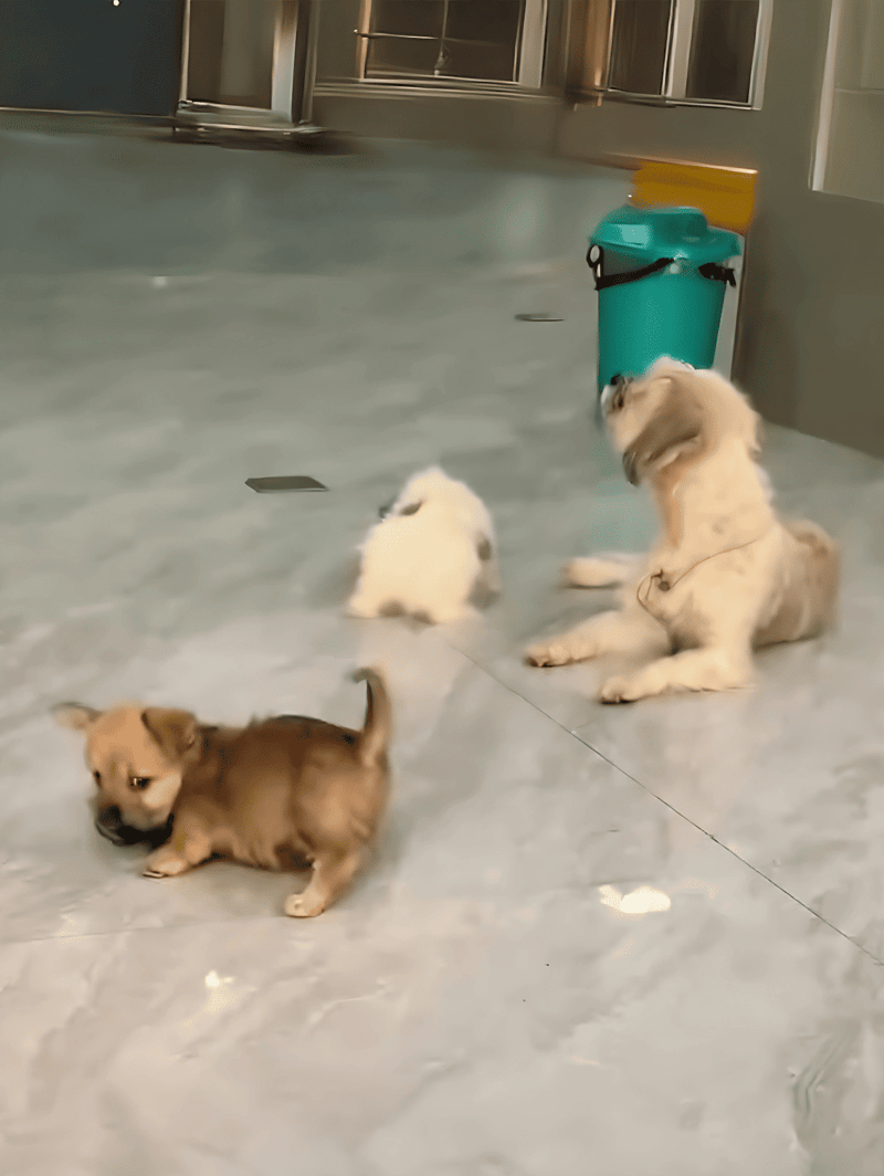 Cute puppies lounging indoors at dog daycare or pet care center.