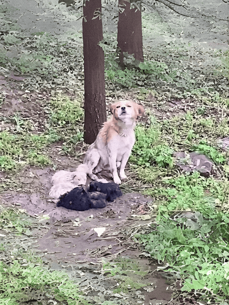 Adorable puppy sitting in a lush green forest surrounded by trees and foliage.