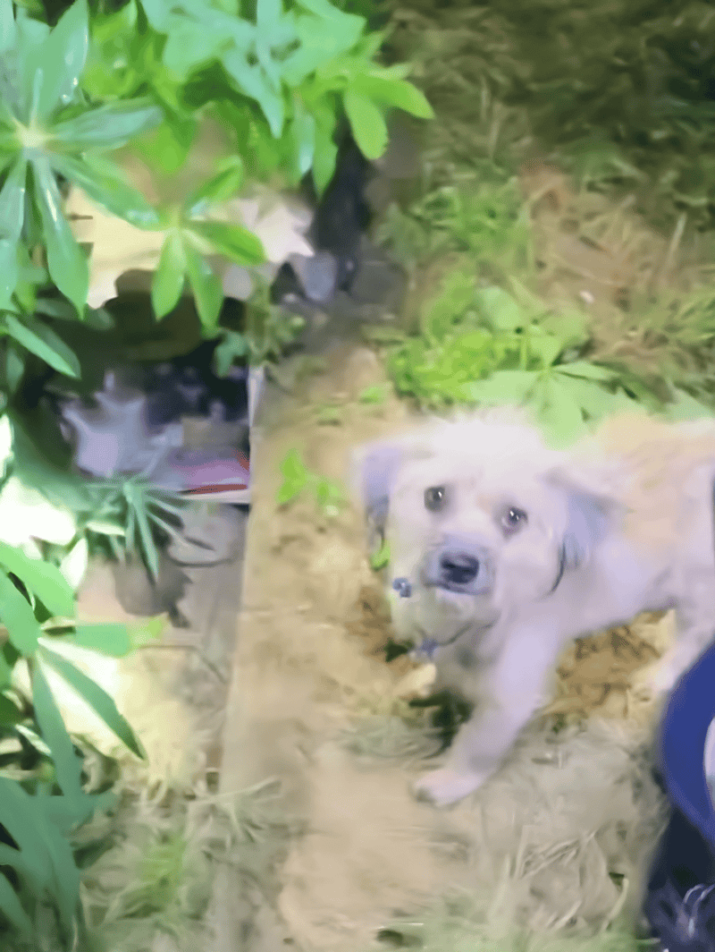 Adorable puppy and black dog interacting outdoors among green foliage.