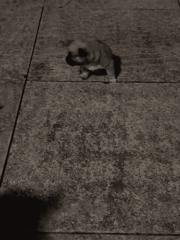 Adorable puppy on concrete ground, exploring and having fun outdoors.